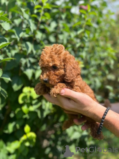 Photo №3. Red poodle. Serbia