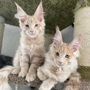 Photo №1. maine coon - for sale in the city of Murnau am Staffelsee | 423$ | Announcement № 120839