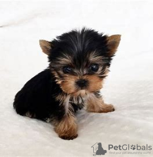 Photo №2 to announcement № 97601 for the sale of yorkshire terrier - buy in Germany 