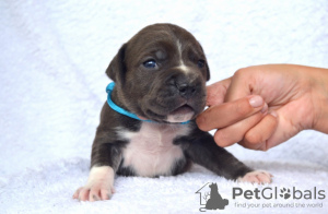 Photo №1. american staffordshire terrier - for sale in the city of Kishinev | 1400$ | Announcement № 64315