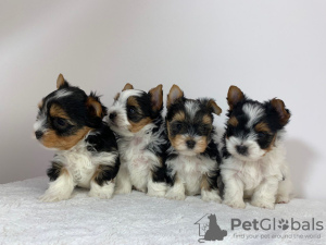 Photo №1. yorkshire terrier - for sale in the city of Harlingen | 423$ | Announcement № 95009