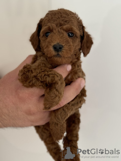 Additional photos: Miniature poodle puppies