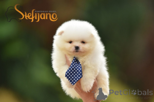 Photo №1. pomeranian - for sale in the city of Loznica | negotiated | Announcement № 149183