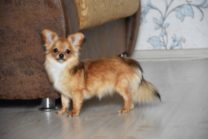 Photo №2 to announcement № 7082 for the sale of chihuahua - buy in Belarus private announcement, from nursery