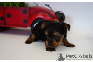 Photo №3. Yorkshire Terrier puppies. Australia