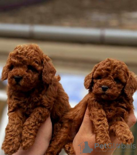 Photo №4. I will sell poodle (toy), poodle (dwarf) in the city of Werbass.  - price - negotiated