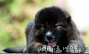 Photo №2 to announcement № 117209 for the sale of caucasian shepherd dog - buy in Bosnia and Herzegovina breeder