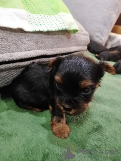 Additional photos: Yorkie/Kawaiiork puppies