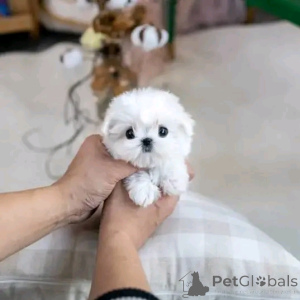 Photo №2 to announcement № 137598 for the sale of maltese dog - buy in United States breeder