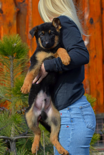 Photo №4. I will sell german shepherd in the city of Mariupol. breeder - price - 280$