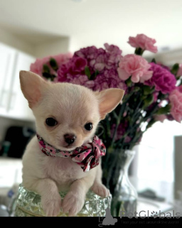 Photo №2 to announcement № 154734 for the sale of chihuahua - buy in Swaziland private announcement