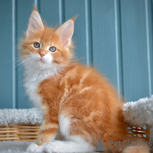 Photo №2 to announcement № 116707 for the sale of maine coon - buy in Belgium 