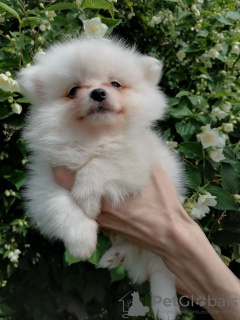 Photo №1. pomeranian - for sale in the city of Minsk | 189$ | Announcement № 52517