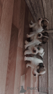 Photo №1. jack russell terrier - for sale in the city of Bobruisk | 2015$ | Announcement № 11158