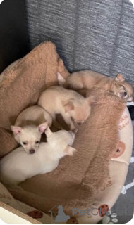 Photo №3. Ready to leave now. Girl chihuahua.....whatsapp me at 44 7453 907158. Netherlands