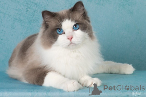 Photo №1. ragdoll - for sale in the city of Helsinger | negotiated | Announcement № 156261
