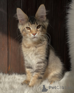 Photo №3. Where theres calm, theres Willow the heartbeat of every cozy home.. Netherlands