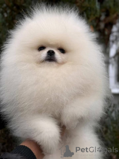 Photo №2 to announcement № 161130 for the sale of  - buy in Canada 