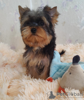 Photo №3. Yorkshire terrier. Boy's and girl's.. Germany