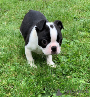 Photo №3. Boston Terrier Puppies. Belgium
