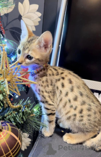 Photo №4. I will sell savannah cat in the city of Deinze. private announcement - price - negotiated