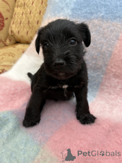 Photo №3. MINIATURE SCHNAUZER RARE BLACK PUPPIES KC REG.. United States
