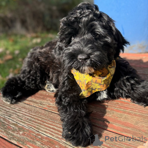 Photo №1. labradoodle - for sale in the city of Leudlange | negotiated | Announcement № 158140