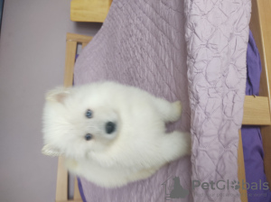 Photo №1. samoyed dog - for sale in the city of Wyszków | negotiated | Announcement № 20218