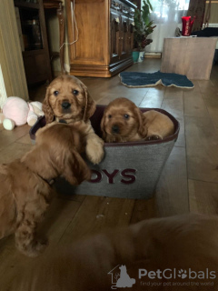 Photo №4. I will sell english cocker spaniel in the city of Hengelo. private announcement, from nursery - price - 423$