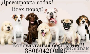 Photo №1. Service of the dog handler in the city of Kharkov. Price - negotiated. Announcement № 9634