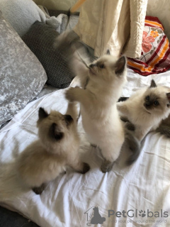 Additional photos: Healthy Ragdoll kittens available for loving homes