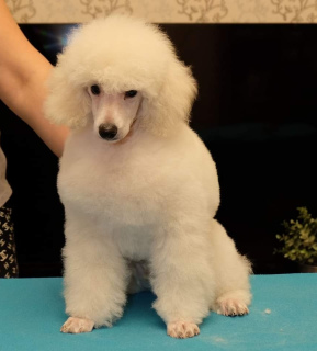 Photo №2 to announcement № 1809 for the sale of poodle (toy) - buy in Russian Federation from nursery