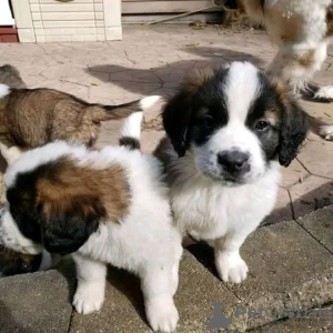 Photo №1. st. bernard - for sale in the city of Berlin | Is free | Announcement № 98323
