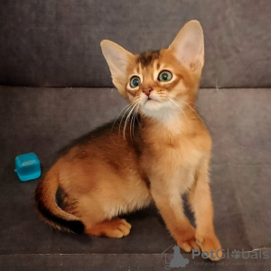 Photo №1. abyssinian cat - for sale in the city of Brussels | negotiated | Announcement № 129826