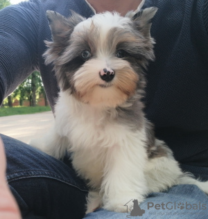 Photo №1. yorkshire terrier - for sale in the city of Minsk | Is free | Announcement № 50450