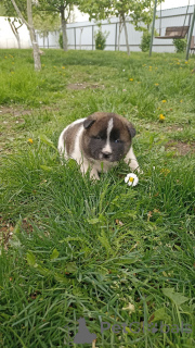 Photo №4. I will sell american akita in the city of Быхов. private announcement - price - 147$
