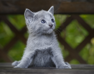 Photo №2 to announcement № 422 for the sale of russian blue - buy in Belarus private announcement