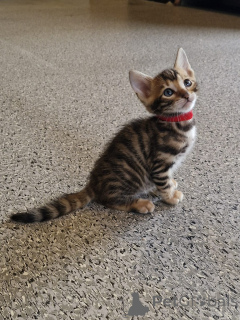 Photo №3. purebred Toyger. Ireland