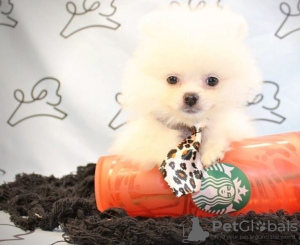 Photo №1. pomeranian - for sale in the city of Basel | negotiated | Announcement № 17402