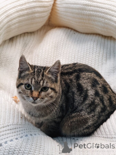 Photo №3. Looking for a house 2 wonderful kitten.. Russian Federation