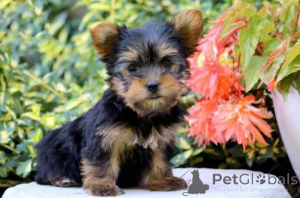 Photo №1. yorkshire terrier - for sale in the city of Frankenberg | 774$ | Announcement № 158071