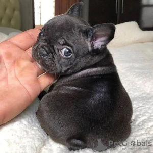 Photo №2 to announcement № 85071 for the sale of french bulldog - buy in Slovakia private announcement