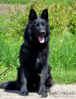 Photo №4. I will sell german shepherd in the city of Болеславец. private announcement, from nursery, breeder - price - 1107$