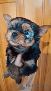 Photo №3. Miniature Yorki.. Latvia