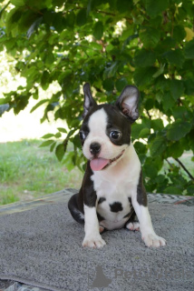 Additional photos: Boston terriers