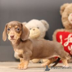 Photo №1. dachshund - for sale in the city of Frankfurt | 723$ | Announcement № 172237