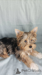 Additional photos: Yorkie with blue eyes
