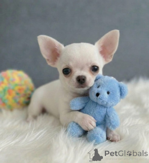 Photo №2 to announcement № 172335 for the sale of chihuahua - buy in Netherlands 