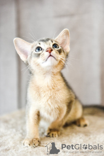 Photo №1. abyssinian cat - for sale in the city of Zaporizhia | 500$ | Announcement № 14924
