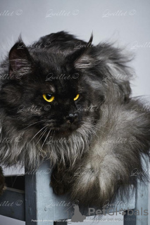 Photo №1. maine coon - for sale in the city of Molodechno | negotiated | Announcement № 10643